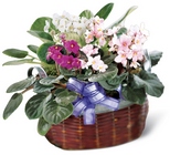 African Violets from Wessel's Florist in Ellicott City, MD