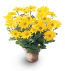 Daisy Chrysanthemum (Large) from Wessel's Florist in Ellicott City, MD