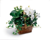 White Assortment Basket from Wessel's Florist in Ellicott City, MD