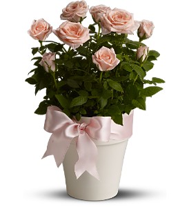 Rosy Cheeks in Ellicott City�MD, Wessel's Florist & Weddings
