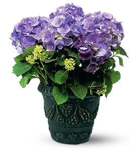 Blue Hydrangea in Ellicott City MD, Wessel's Florist & Weddings