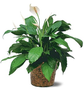 Medium Spathiphyllum Plant in Ellicott City MD, Wessel's Florist & Weddings