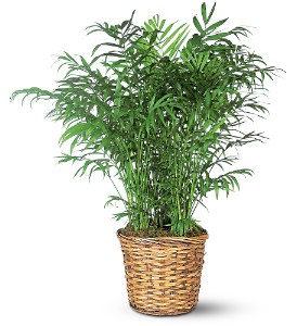 Parlor Palm in Ellicott City MD, Wessel's Florist & Weddings