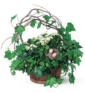 Kalanchoe and Ivy Basket in Ellicott City MD, Wessel's Florist & Weddings
