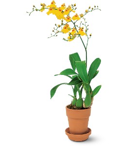 Yellow Oncidium Orchid in Ellicott City MD, Wessel's Florist & Weddings