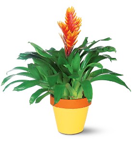 Exotic Bromeliad in Ellicott City MD, Wessel's Florist & Weddings