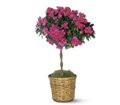 Azalea Topiary in Ellicott City MD Wessel's Florist & Weddings