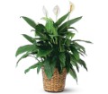 Large Spathiphyllum Plant in Ellicott City MD Wessel's Florist & Weddings
