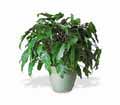 Xanadu Philodendron in Ellicott City MD Wessel's Florist & Weddings