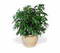 Arboricola in Ellicott City MD Wessel's Florist & Weddings