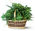 Large Basket Garden in Ellicott City MD Wessel's Florist & Weddings