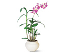 Dendrobium Orchid in Ellicott City MD Wessel's Florist & Weddings