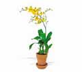 Yellow Oncidium Orchid in Ellicott City MD Wessel's Florist & Weddings