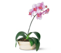 Lavender Phalaenopsis Orchid in Ellicott City MD Wessel's Florist & Weddings