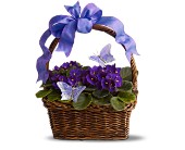 Violets and Butterflies in Ellicott City MD, Wessel's Florist & Weddings