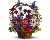 Dancing Butterflies in Ellicott City MD, Wessel's Florist & Weddings