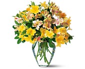 Sparkling Alstroemeria in Ellicott City�MD, Wessel's Florist & Weddings