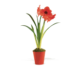 Amaryllis Plant in Ellicott City MD, Wessel's Florist & Weddings