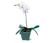 Phalaenopsis Orchid Plant in Ellicott City�MD, Wessel's Florist & Weddings