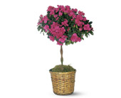 Azalea Topiary in Ellicott City MD, Wessel's Florist & Weddings