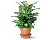 Dieffenbachia in Ellicott City MD, Wessel's Florist & Weddings