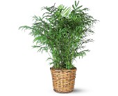 Parlor Palm in Ellicott City MD, Wessel's Florist & Weddings