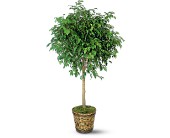 Ficus Tree in Ellicott City MD, Wessel's Florist & Weddings