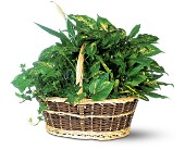 Large Basket Garden in Ellicott City MD, Wessel's Florist & Weddings