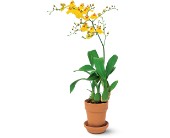 Yellow Oncidium Orchid in Ellicott City MD, Wessel's Florist & Weddings