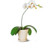 White Phalaenopsis Orchid in Ellicott City MD, Wessel's Florist & Weddings