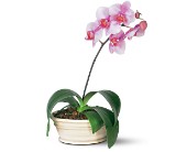 Lavender Phalaenopsis Orchid in Ellicott City MD, Wessel's Florist & Weddings