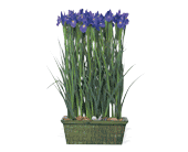 Iris Garden in Ellicott City�MD, Wessel's Florist & Weddings