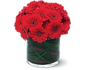 Red Gerbera Collection in Ellicott City MD, Wessel's Florist & Weddings