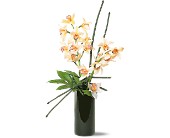 Artful Orchids in Ellicott City�MD, Wessel's Florist & Weddings