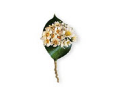 Tiny Blossoms Boutonniere in Ellicott City MD, Wessel's Florist & Weddings