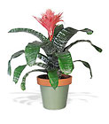Tropical Bromeliad from Wessel's Florist in Ellicott City, MD