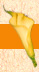 testi_flower.jpg (2267 bytes)
