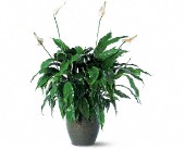 Wessel's Florist & Weddings, Ellicott City, Maryland - Spathiphyllum Plant, picture