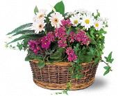 Wessel's Florist & Weddings, Ellicott City, Maryland - Traditional European Garden Basket, picture
