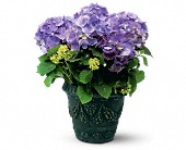 Wessel's Florist & Weddings, Ellicott City, Maryland - Blue Hydrangea, picture