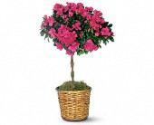 Wessel's Florist & Weddings, Ellicott City, Maryland - Azalea Topiary, picture