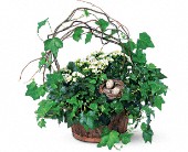 Wessel's Florist & Weddings, Ellicott City, Maryland - Kalanchoe and Ivy Basket, picture