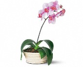 Wessel's Florist & Weddings, Ellicott City, Maryland - Lavender Phalaenopsis Orchid, picture