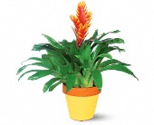 Wessel's Florist & Weddings, Ellicott City, Maryland - Exotic Bromeliad, picture