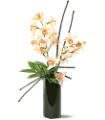 Artful Orchids in Ellicott City MD Wessel's Florist & Weddings